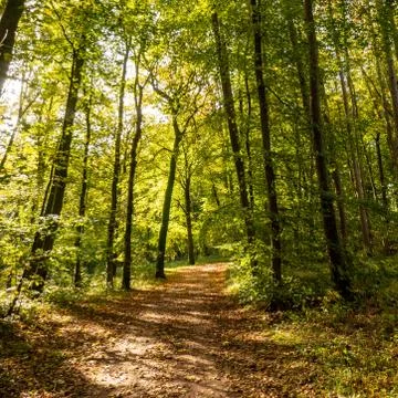Path in the autumn forest Stock Photos