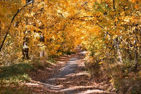 Path in the autumn forest Stock Photos