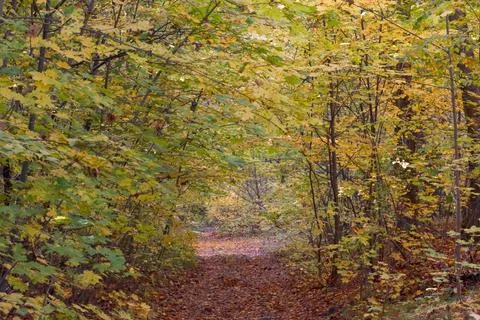 Path in the autumn forest. Stock Photos