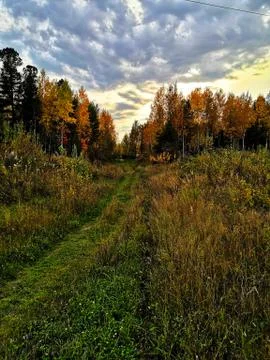 Path in the autumn forest Stock Photos