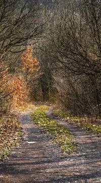 Path in the autumn forest Stock Photos