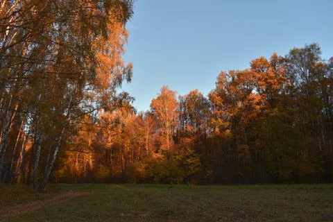 Path in the autumn forest Foto stock