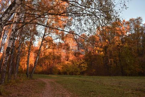 Path in the autumn forest Foto stock