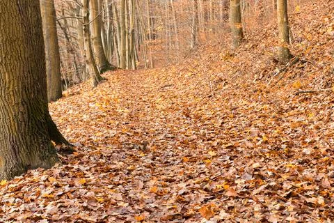 Path in the autumn forest. Stock Photos