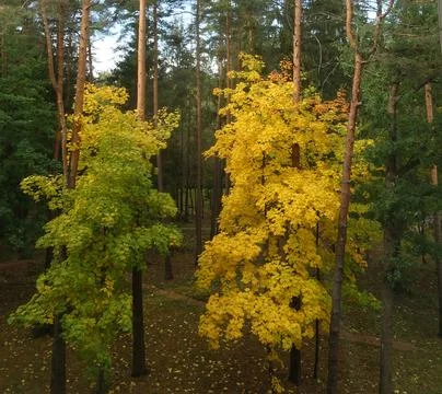 Path in the autumn forest 库存照片