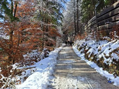 Path in autumn forest Fotos de archivo