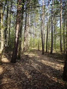 Path in autumn forest Stock Photos