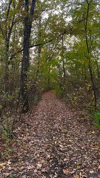 Path in autumn forest. Foto stock