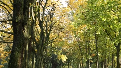 Path in autumn leaves Vidéo 81294459