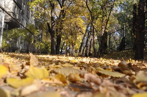 A path of autumn leaves Stock Photos