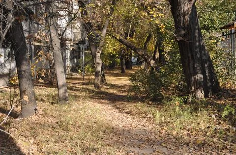A path of autumn leaves Stock Photos