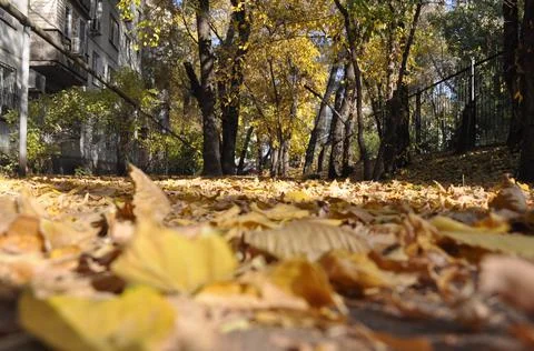 A path of autumn leaves Stock Photos