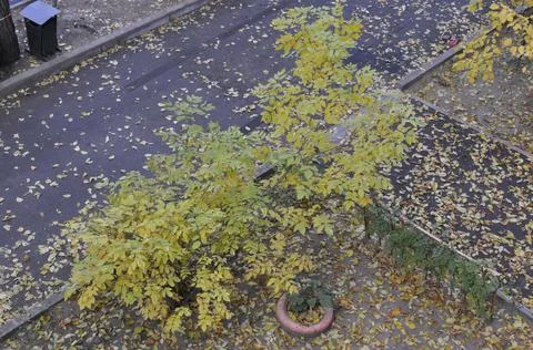 A path of autumn leaves Foto stock
