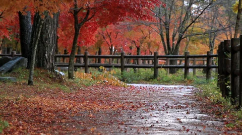 Path in the autumn park. Stock Footage 32983676