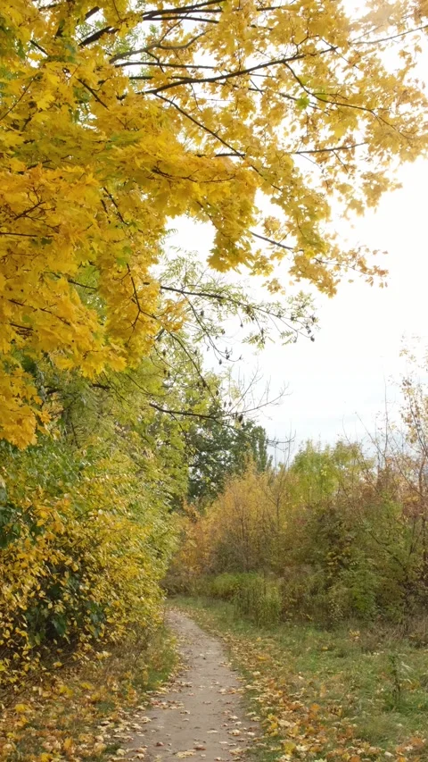 A path in an autumn park. Stock Footage 345504209