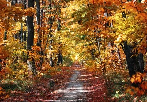 Path in autumn park Stock Photos