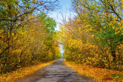 Path in the autumn Park Stock Photos