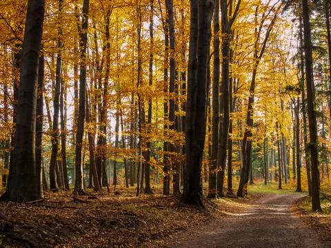 Path in the autumn park Stock Photos