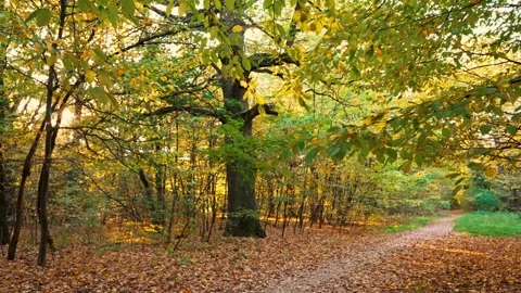 Path in the autumn park, where the rays of the sun break through the trees. Stock Footage 218630721