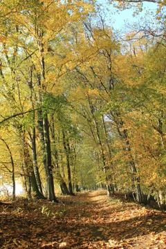 The path in the autumn Stock Photos
