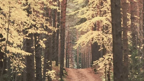 Path in the autumn pine forest. yellow and orange foliage. Golden autumn Stock Footage 80985479