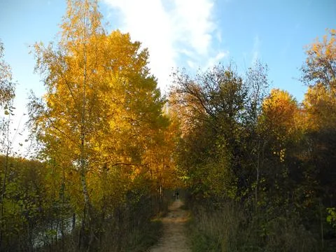 Path in autumn woods Stock Photos