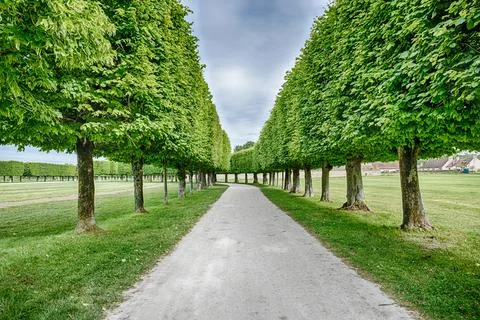 Path With An Avenue Of Trees Stock Photos