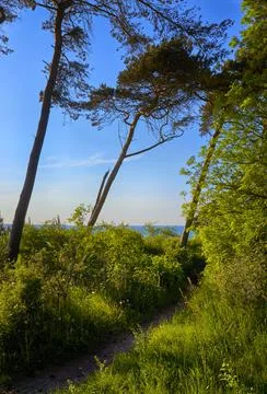 Path on the Baltic Sea cliff overlooking the Baltic Sea. Mecklenburg-Vorpomme Stock Photos