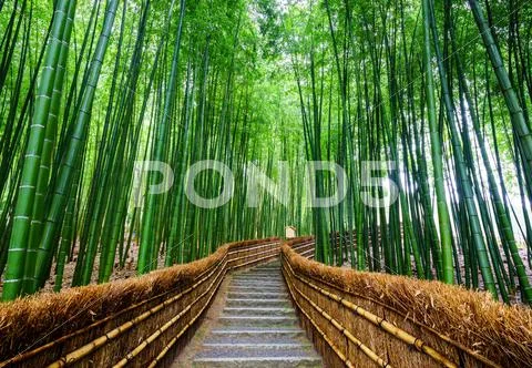 Path To Bamboo Forest, Arashiyama, Kyoto, Japan