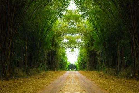 Path in bamboo forest Stock Photos