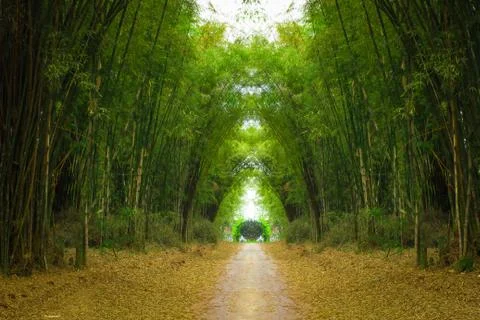 Path in bamboo forest Stock Photos