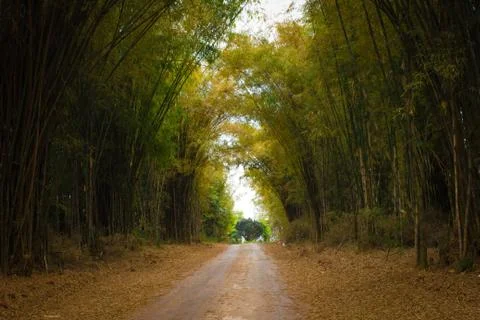 Path in bamboo forest Stock Photos