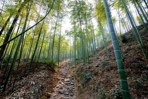 Path in bamboo forest Stock Photos