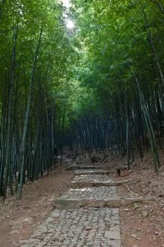 A path in bamboo groves Foto stock