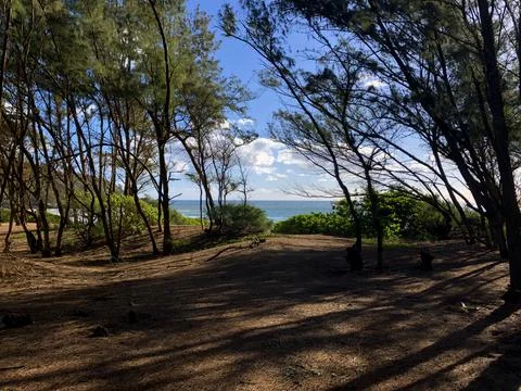 Path to beach, Hawaii 库存照片