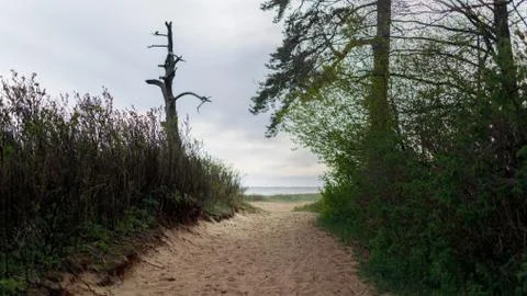 Path to the beach through the bushes Stock Photos