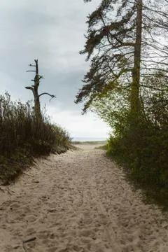 Path to the beach through the bushes Stock Photos