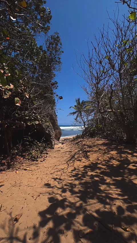 Path to the beach, tree, nature, landscape, water, beach, trees, sea, Stock Footage 237018064