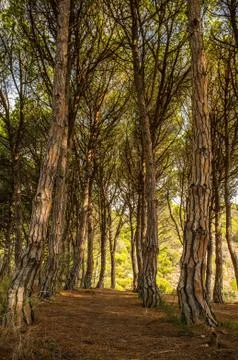 Path in beautiful forest Stock Photos