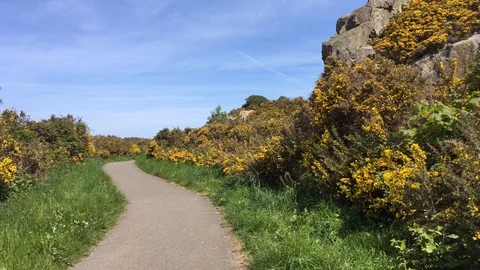 Path In Beautiful Irish Mountain Landscape, Yellow Flowers, Ireland Stock Footage 89977004