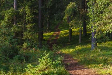 Path in beautiful pine forest lit by the sun. Estonia. Stock Photos