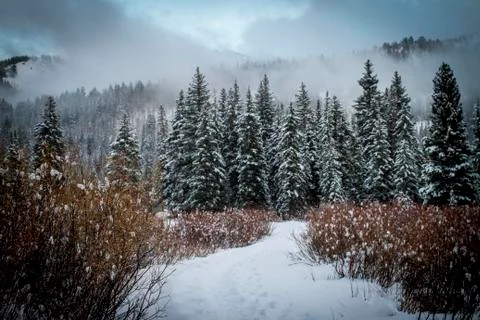 A path to beauty 写真素材