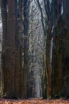 Path in Beech forest in autumn Stock Photos