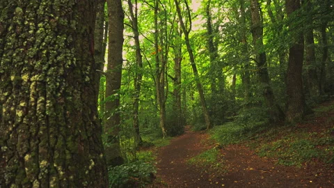 Path in a beech forest in the Bosco di Sant'Antonio nature reserve Stock Footage 214463587