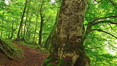 Path in a beech forest in the Bosco di Sant'Antonio nature reserve Stock Footage 214466608