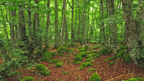 Path in a beech forest in the Bosco di Sant'Antonio nature reserve Video stock 214467078