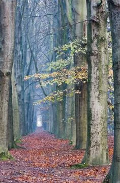 Path in Beech forest Foto stock