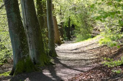 Path in beech forest in spring Stock-Fotos