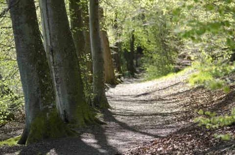 Path in beech forest in spring Foto stock