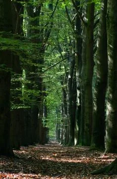 Path in Beech forest in spring Stock Photos